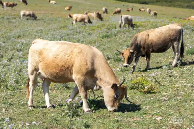 Sentier très sauvage