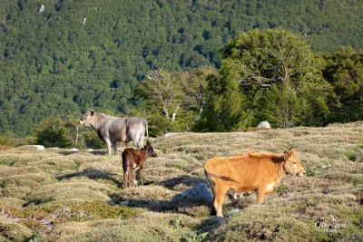 Bergeries des Pozzi – photo 14