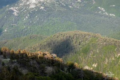 Derniers rayons de soleil sur la cime des arbres