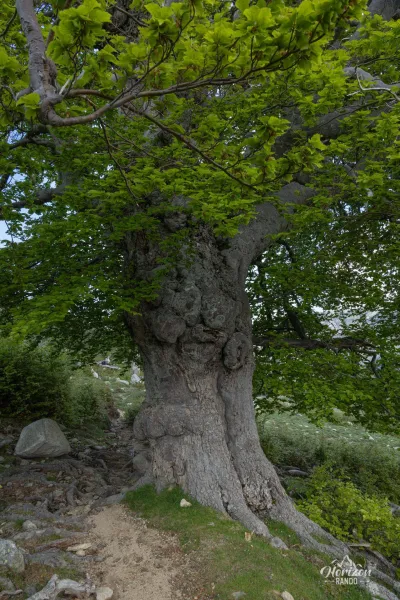 Un magnifique hètre