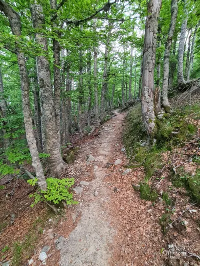 Forêt de la Flasca