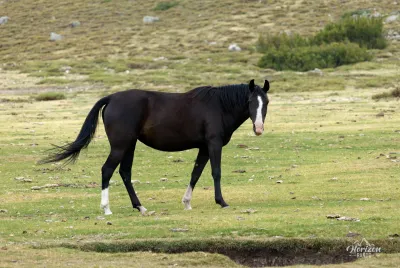 Chevaux en liberté Chevaux au lac de Nino