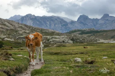 Vaches en liberté sur la plateau du Camputile Vaches en liberté sur la plateau du Camputile