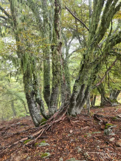Paysage très vert depuis l'étape de la veille et le début du GR20 Sud Paysage très vert depuis l'étape de la veille