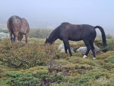 Chevaux au refuge de Prati Chevaux au refuge de Prati