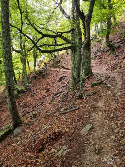 Forêt de la Flasca Forêt de la Flasca