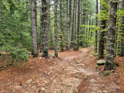 Forêt de la Flasca Forêt de la Flasca