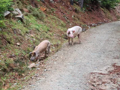 Cochons en liberté Cochons en liberté