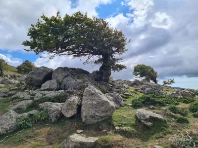 Des arbres balayés par le vent Des arbres balayés par le vent