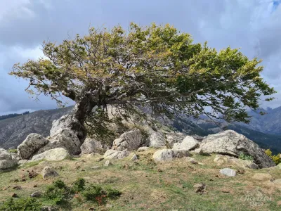 Des arbres balayés par le vent Des arbres balayés par le vent