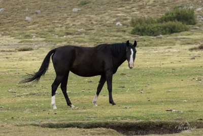 Chevaux en liberté au lac de Nino Chevaux en liberté sur le plateau du Camputile
