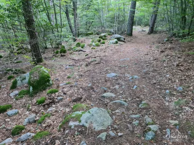 Forêt territoriale de Vizzavona Forêt territoriale de Vizzavona