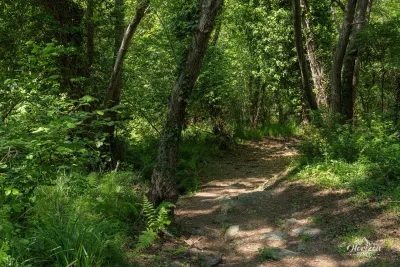 Sentier à l'ombre de la forêt