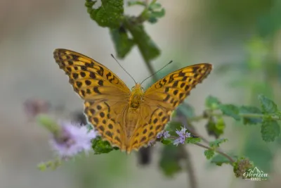 Papillon Papillon