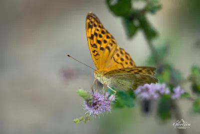 Papillon Papillon