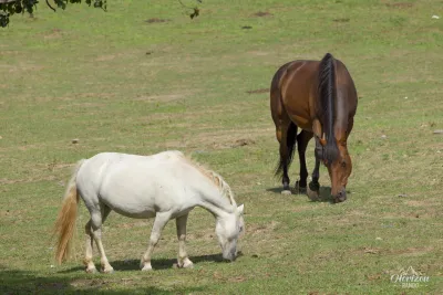 Chevaux au col de Prato Chevaux au col de Prato