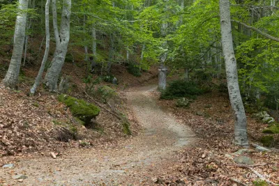 Dans la forêt de San Pietro d'Accia Dans la forêt de San Pietro d'Accia