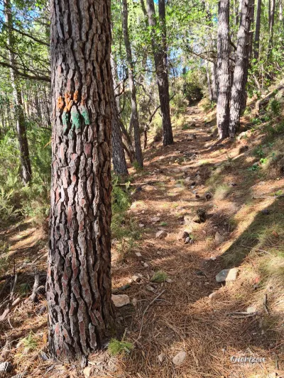 Ascension initiale en forêt Capu d'Orto – photo 3