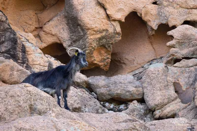 Chèvre admirant la vue... Capu d'Orto – photo 5