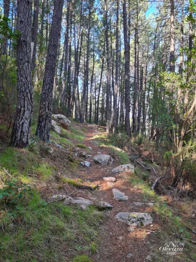 Forêt de Piana Forêt de Piana