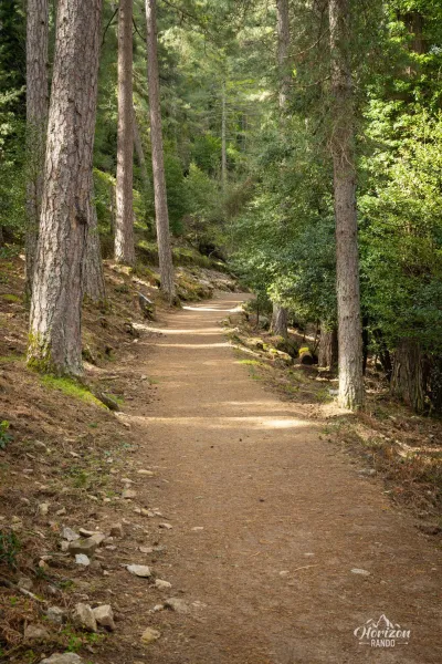 Forêt d'Aitone Forêt d'Aitone