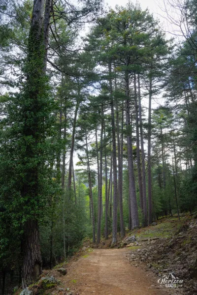 Forêt d'Aitone Forêt d'Aitone