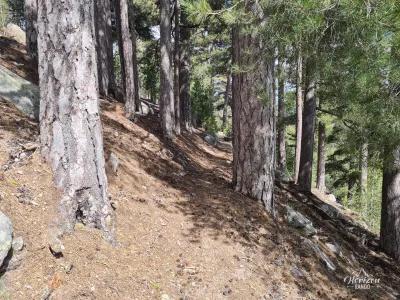 Forêt de Valdu Niellu Forêt de Valdu Niellu