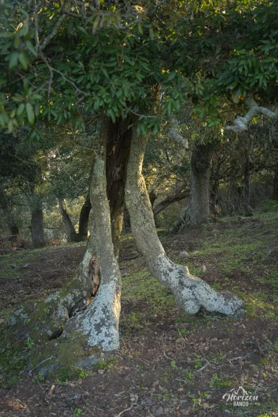 Forêt du Fango Forêt du Fango