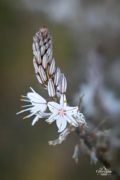 Asphodèle blanc Asphodèle blanc