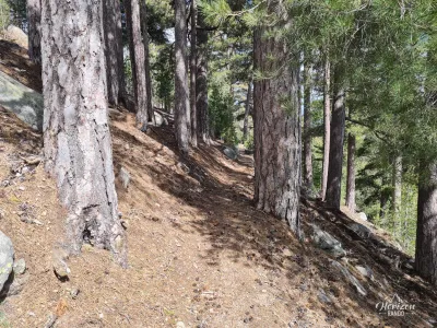 Forêt de Valdu Niellu Forêt de Valdu Niellu