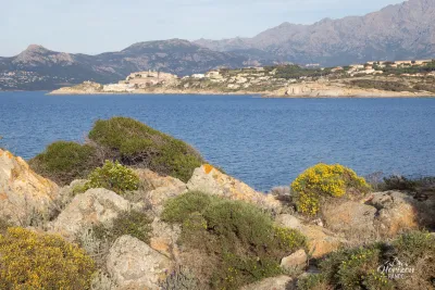 Calvi
