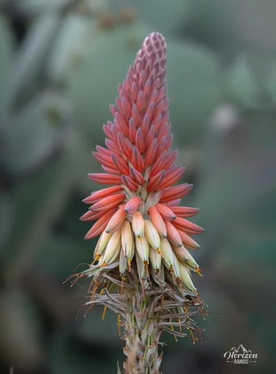 Aloe succotrina