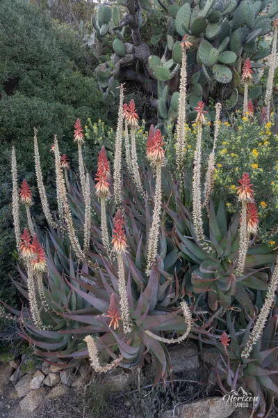 Aloe succotrina