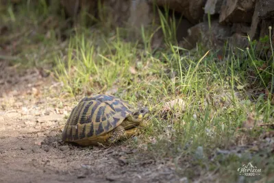 Rencontre avec une tortue Rencontre avec une tortue