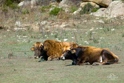 Nombreuses vaches en liberté Ruines d'Occi – photo 7