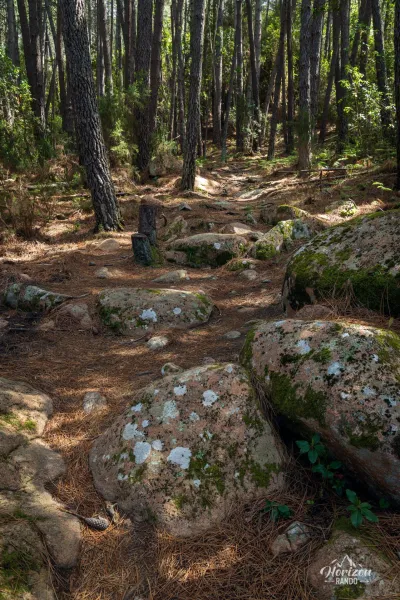 Forêt de pins de Piana
