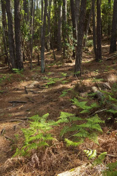 Forêt de pins de Piana