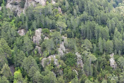 Forêt de Conca