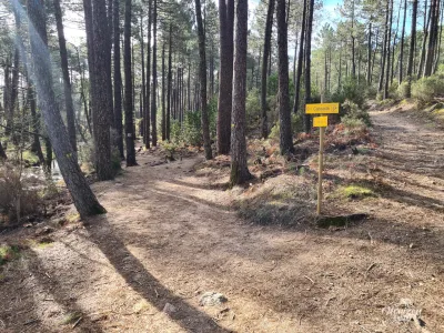 Forêt de l'Ospedale Forêt de l'Ospedale
