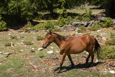 Un cheval ! Un cheval !