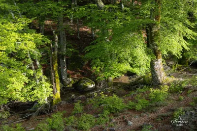 Forêt du Cuscione Forêt du Cuscione