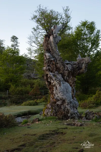Forêt du Cuscione Forêt du Cuscione