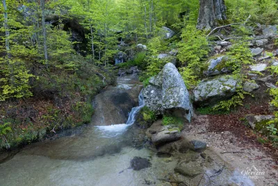 Forêt du Cuscione Forêt du Cuscione