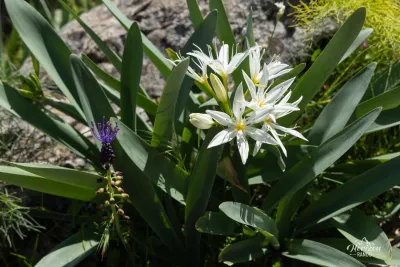 Fleurs Fleurs
