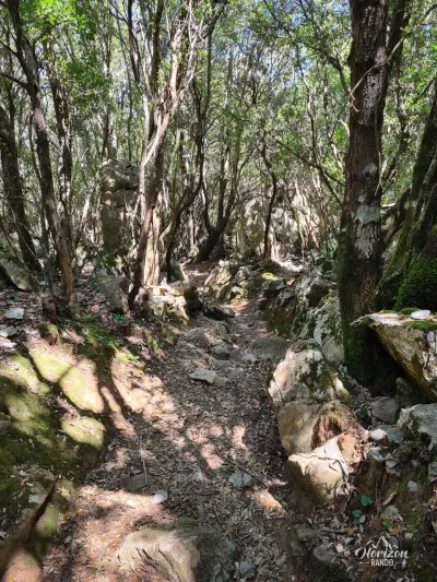 Sentier en forêt Sentier en forêt