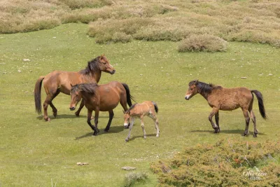 Chevaux en liberté