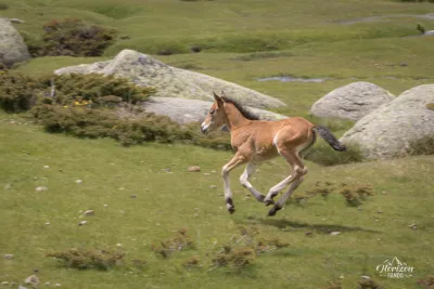 Chevaux en liberté