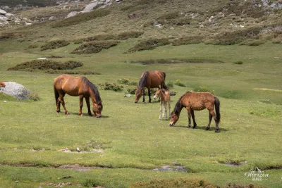 Plateau du Cuscione, une belle famille
