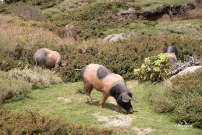Cochons sauvages