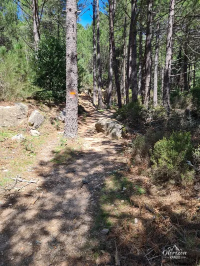 Sentier à travers la forêt de l'Ospedale